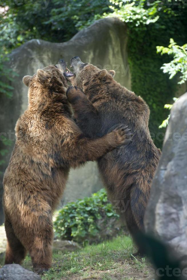 Two Black grizzly bears while fighting photo