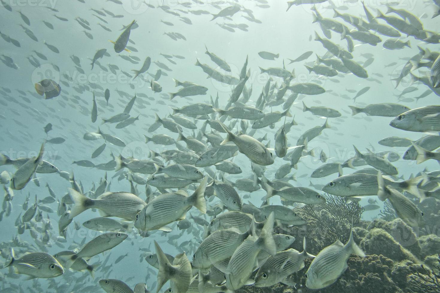 A school of fish underwater photo