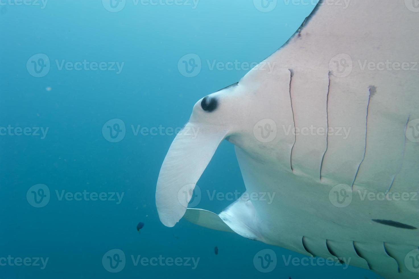 Manta in the deep blue ocean background photo