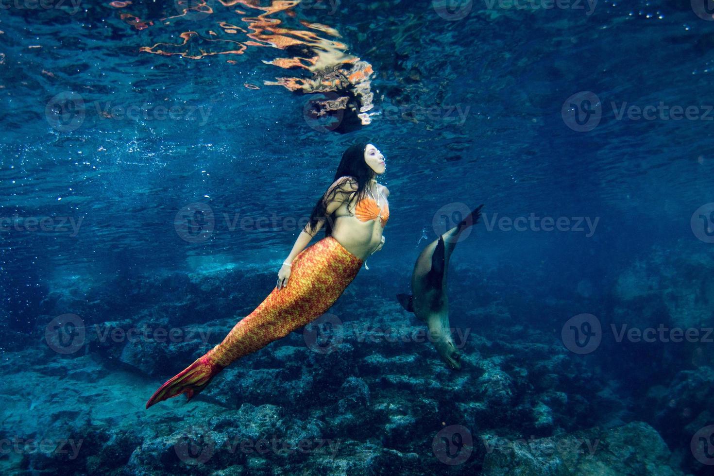 sirena nadando bajo el agua en el mar azul profundo con una foca foto