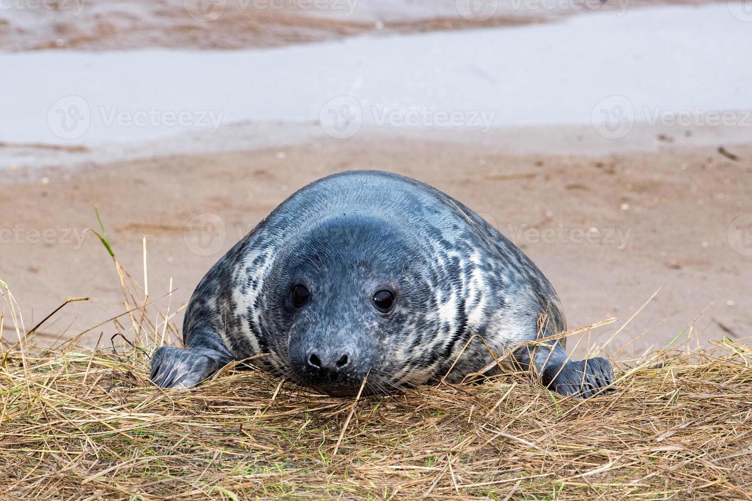 grey seal puppy while relaxing on the beach in Great Britain photo