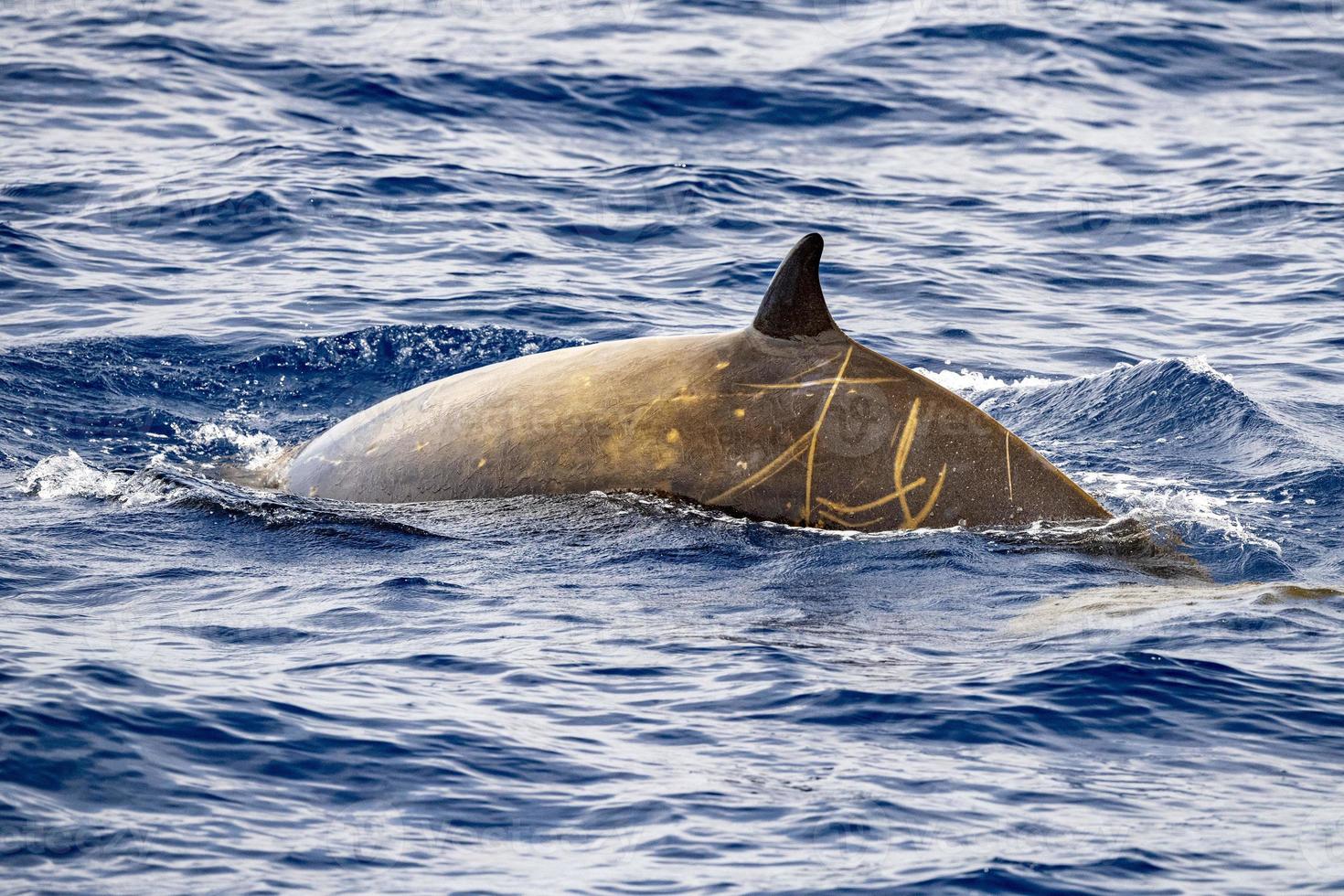 Rare Cuvier Goose Beaked whale dolphin Ziphius cavirostris photo