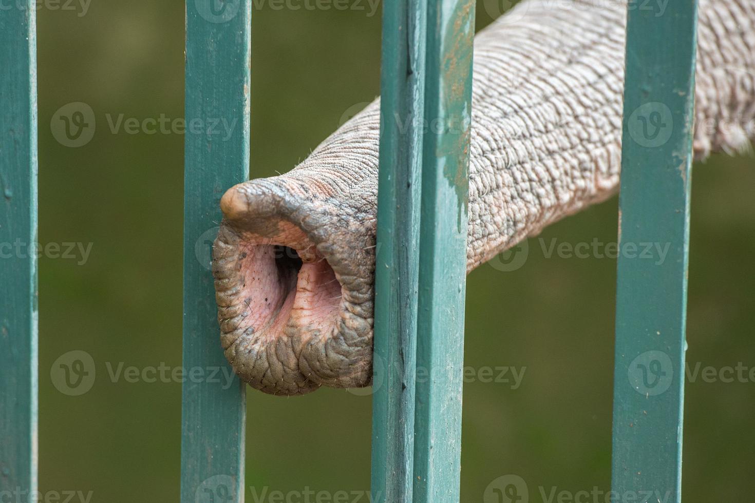 trompa de elefante a través de la cerca del zoológico foto