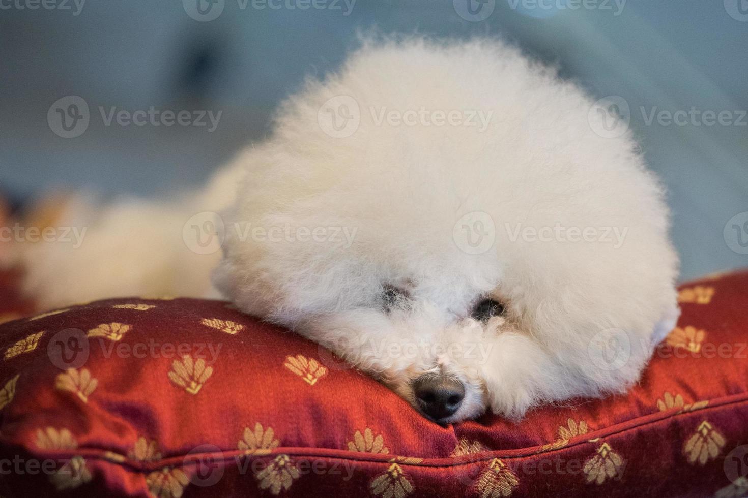Poodle white dog looking at you on a cushion photo