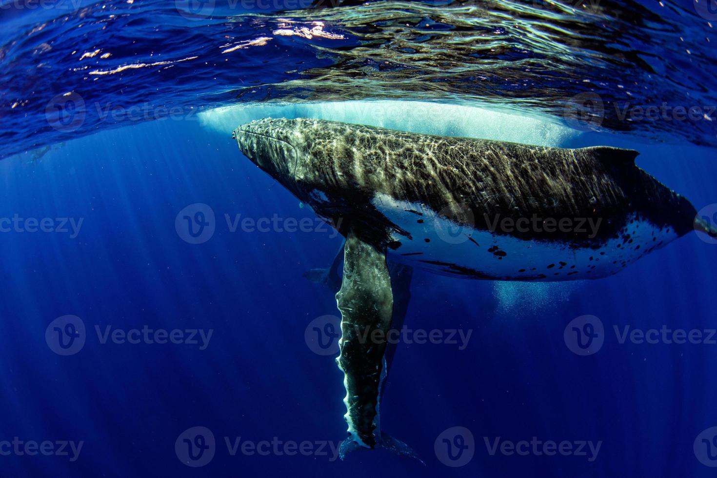 diving with Humpback whale underwater in Moorea French Polynesia photo