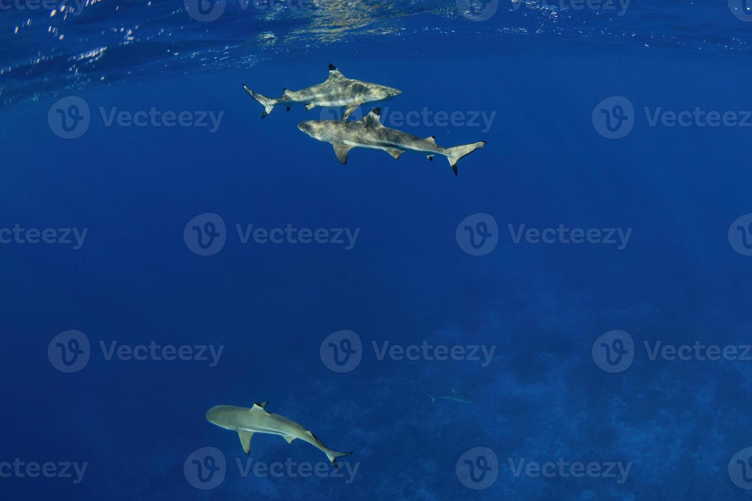 swimming with sharks underwater in french polynesia photo