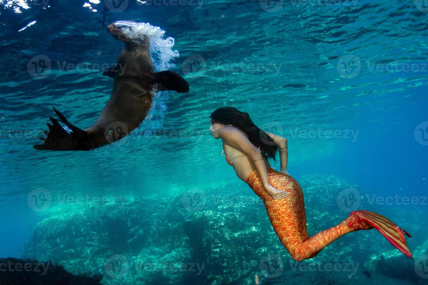 sirena nadando bajo el agua en el mar azul profundo con una foca foto