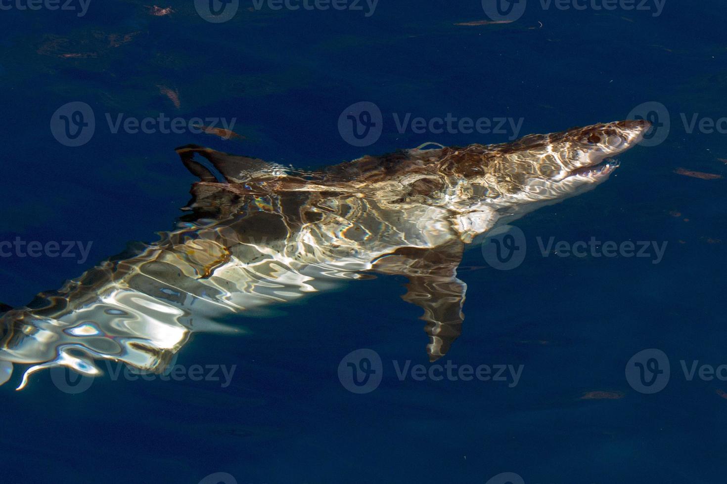 Great White shark ready to attack photo