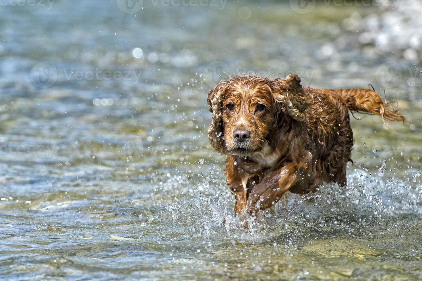 Perro feliz cocker spaniel inglés mientras corre hacia ti foto