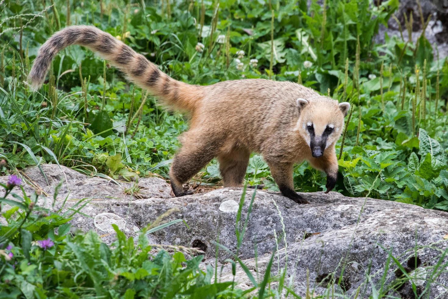 Coati Nasua nasua Racoon portrait photo