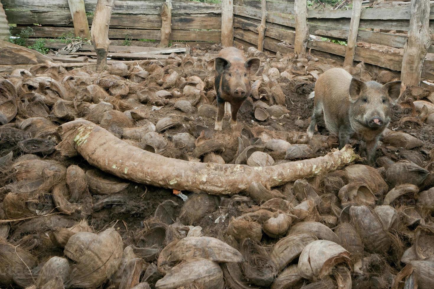 Two pigs from Tonga Polynesia while eating coconut photo