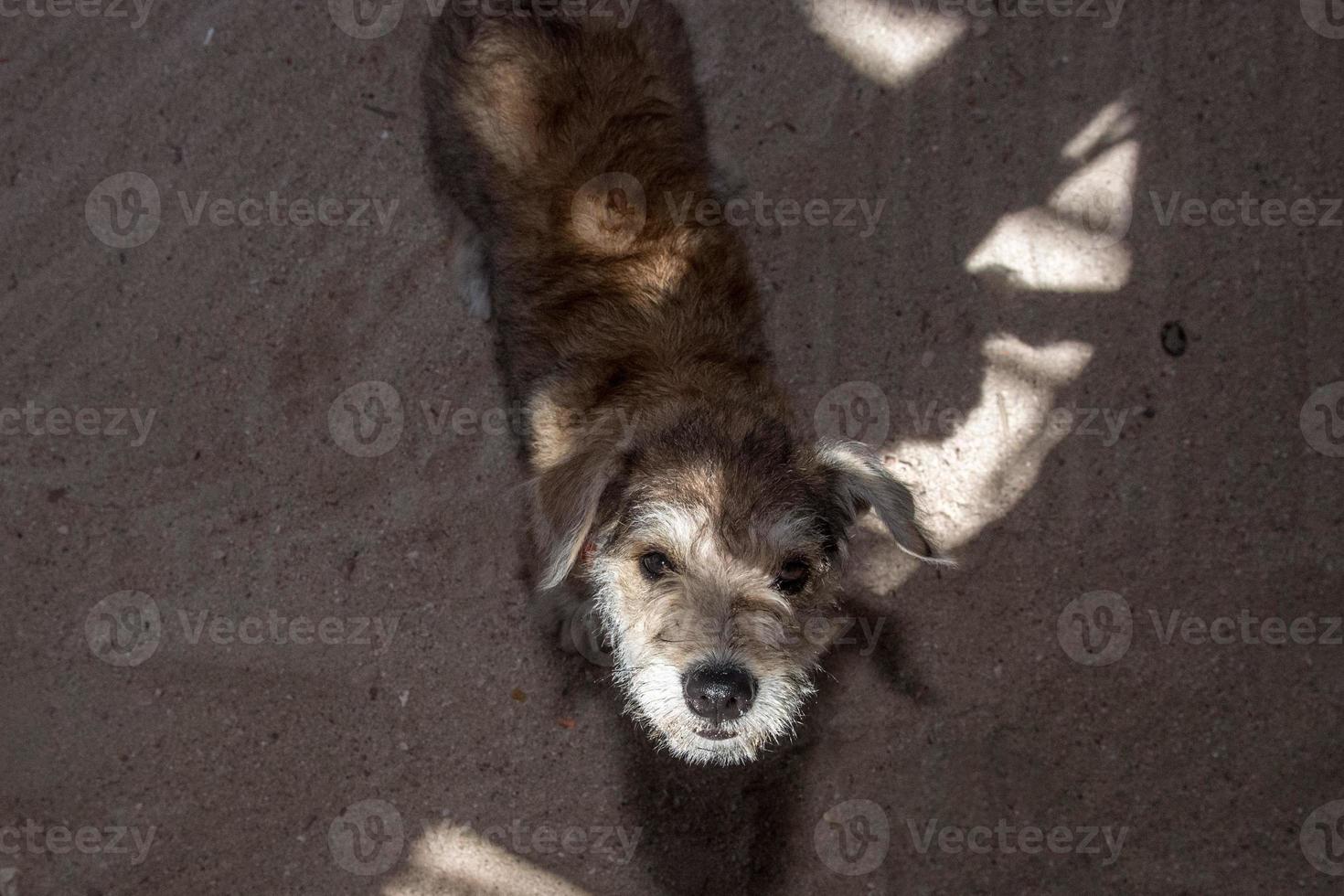 Cachorro recién nacido que viene hacia ti foto