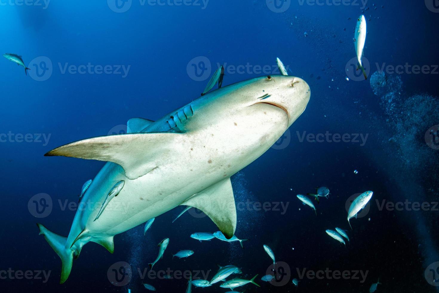 bull shark in the blue ocean background photo