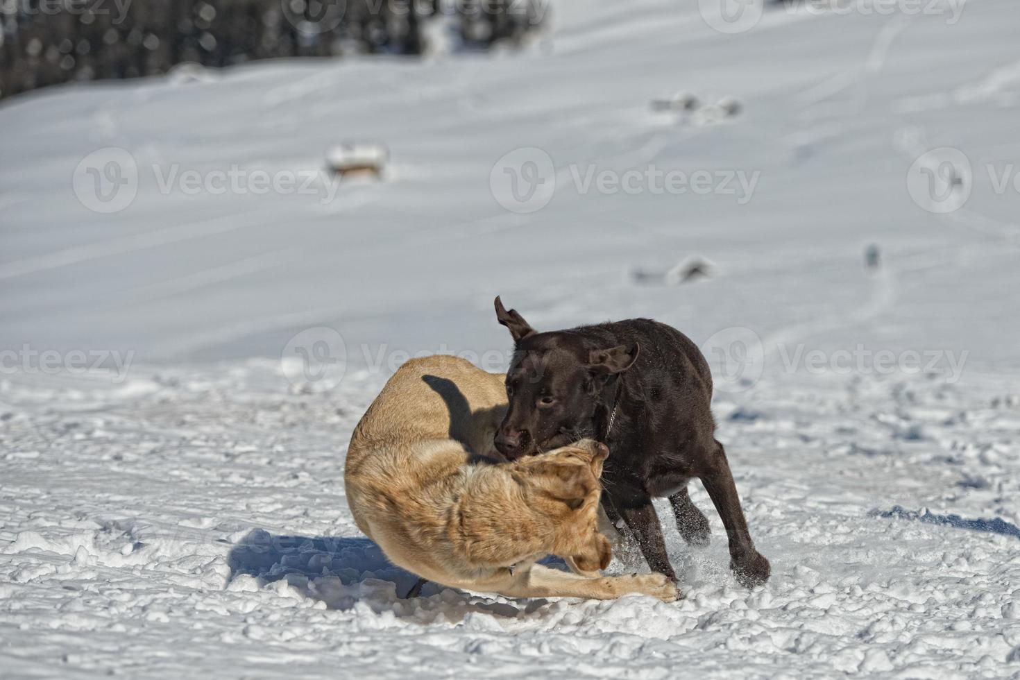 dogs while playing on the snow photo