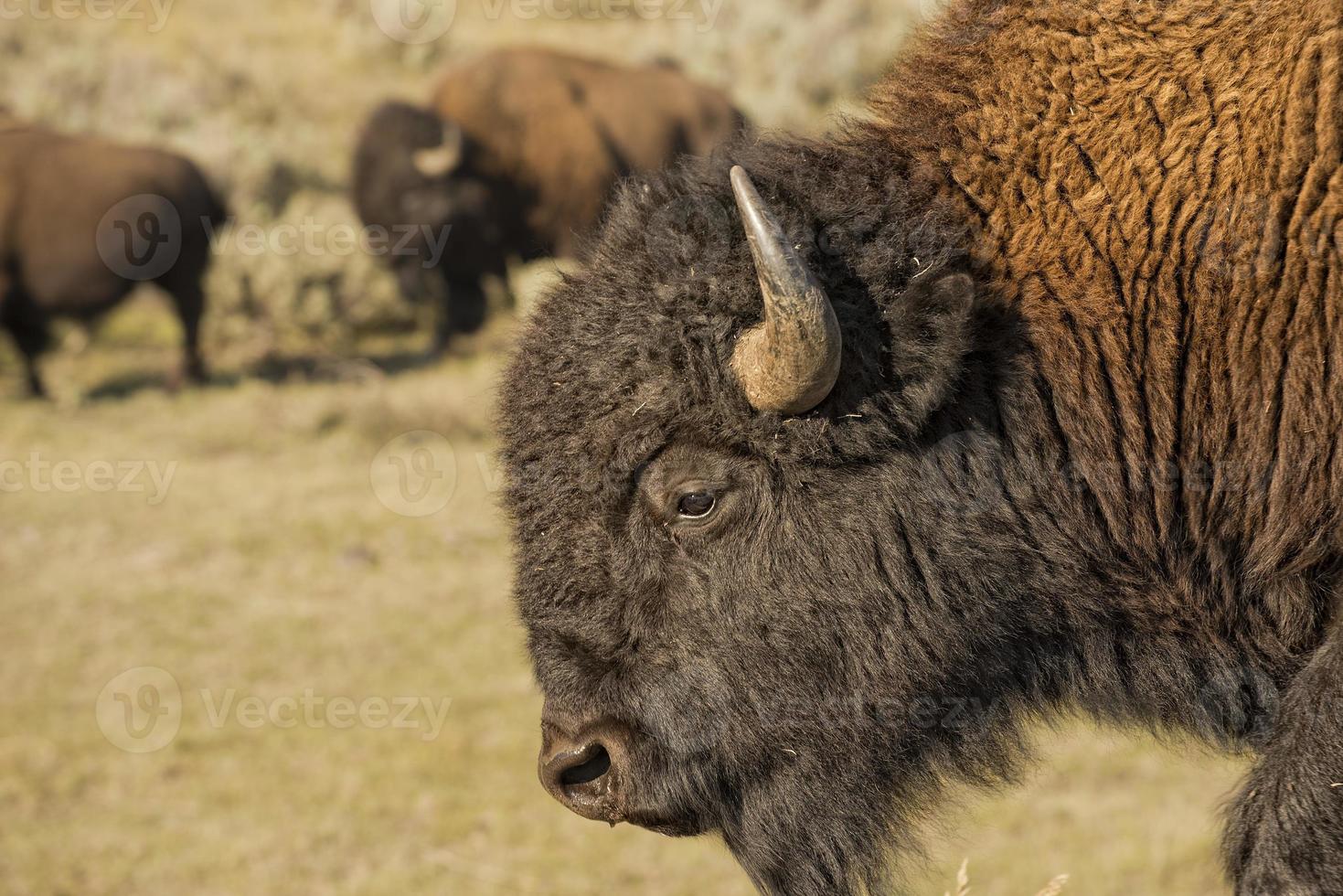 bisonte de búfalo en el valle de lamar, piedra amarilla foto