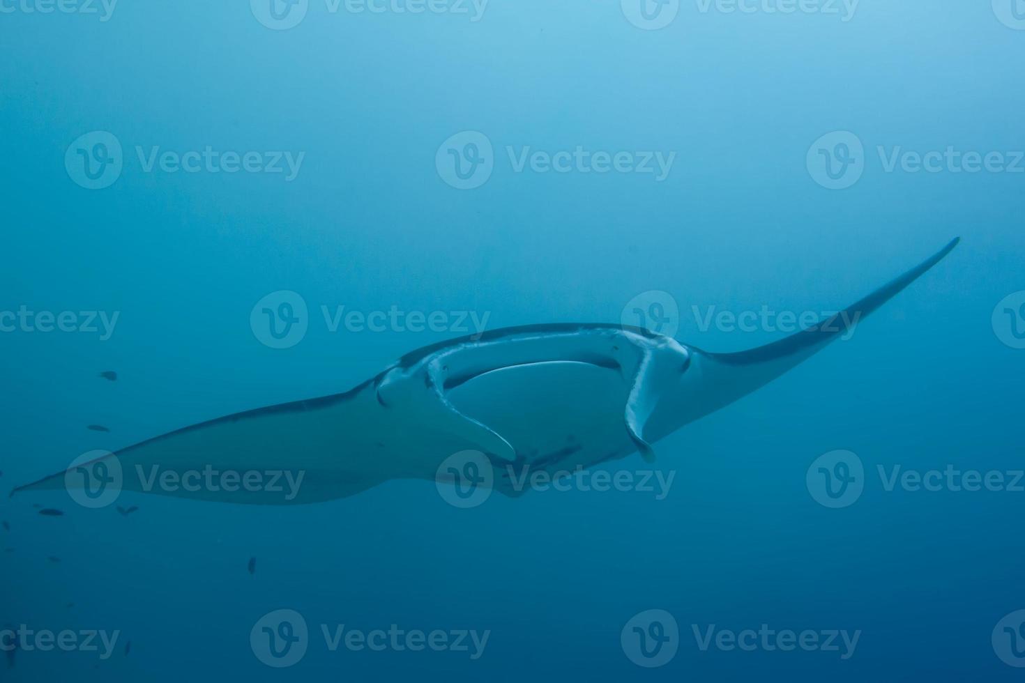 An isolated Manta coming to you in the blue background photo