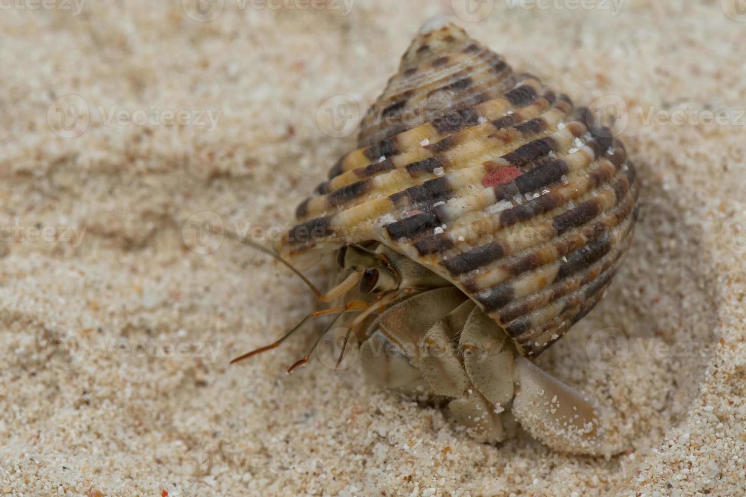 A red small crab with his shell walking on white sand close up photo