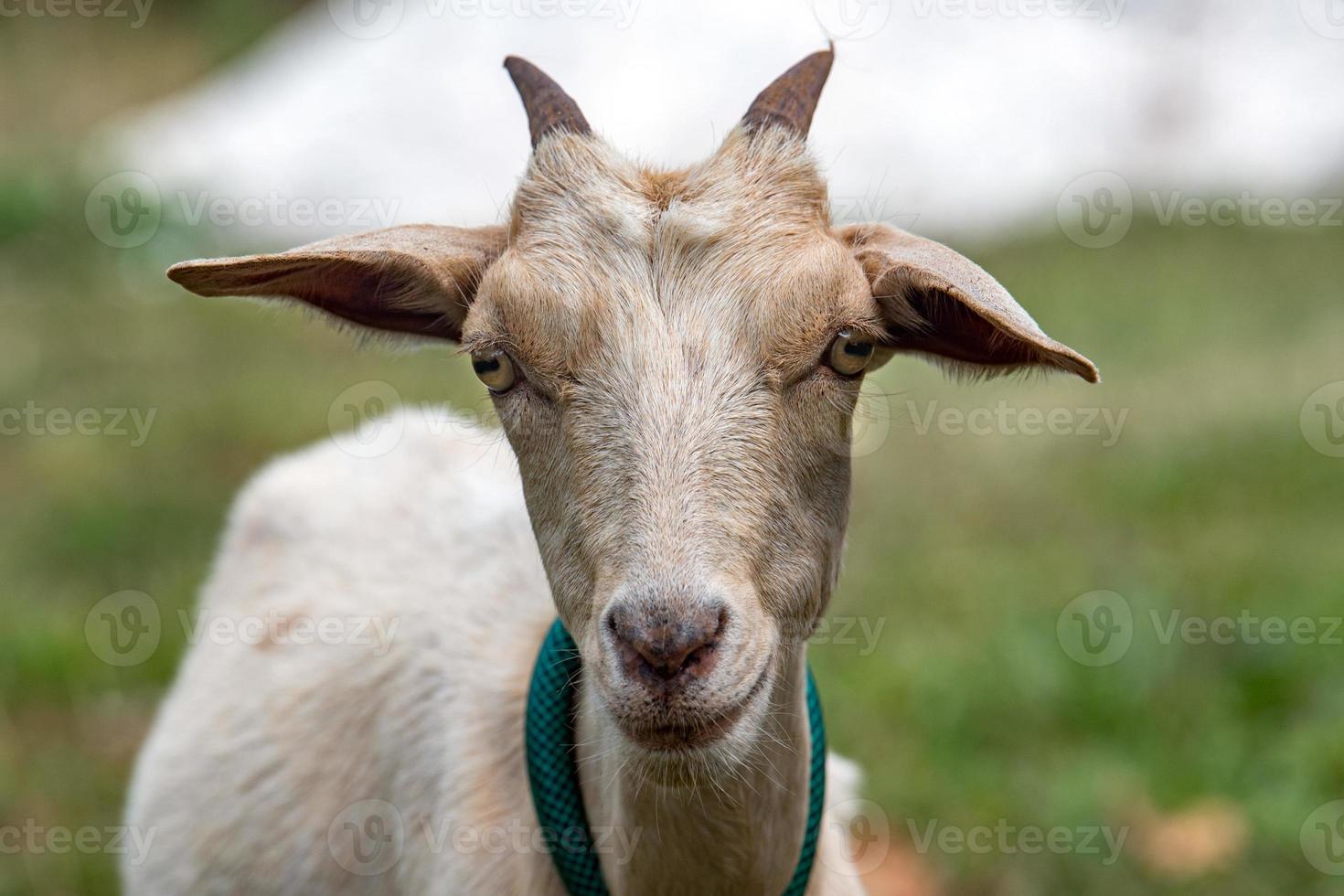 female goat portrait looking at you photo