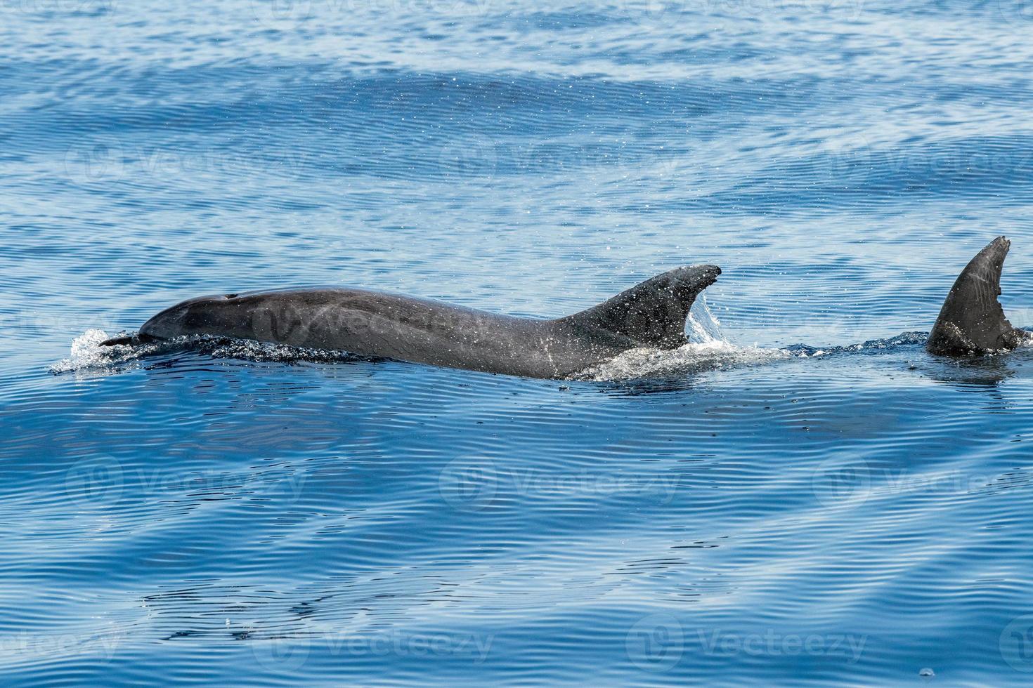 common dolphin jumping outside the ocean photo