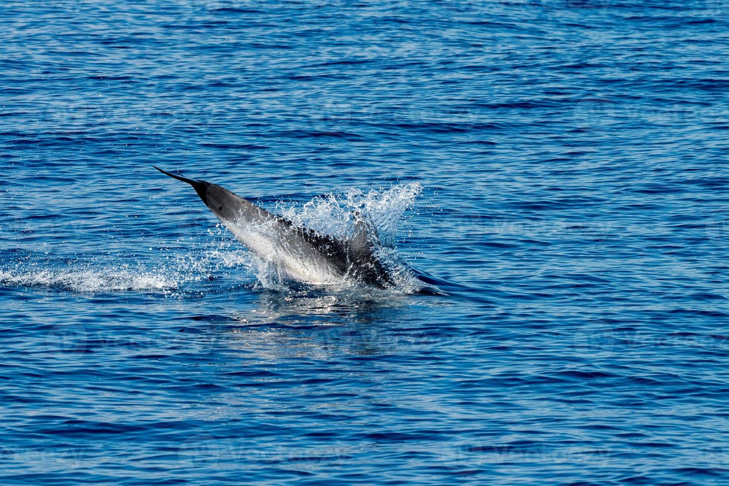 Dolphin while jumping in the deep blue sea photo