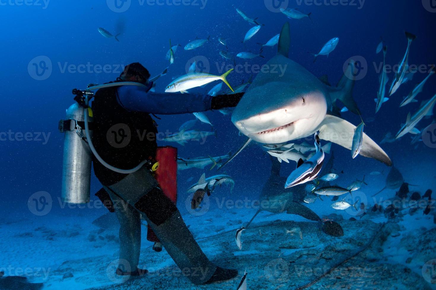 tiburón toro mientras se alimenta de tiburones foto
