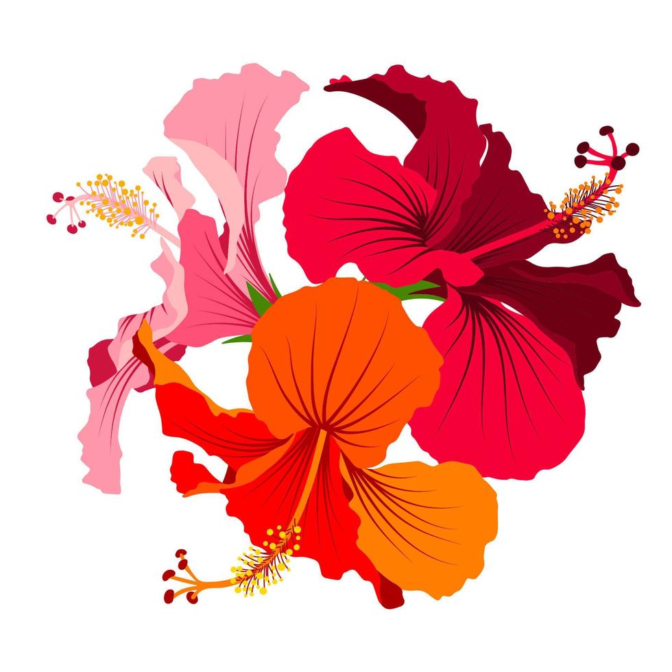 hibisco detallado conjunto de flores de plena floración. imágenes prediseñadas florales. imagen vectorial botánica colorida. vector