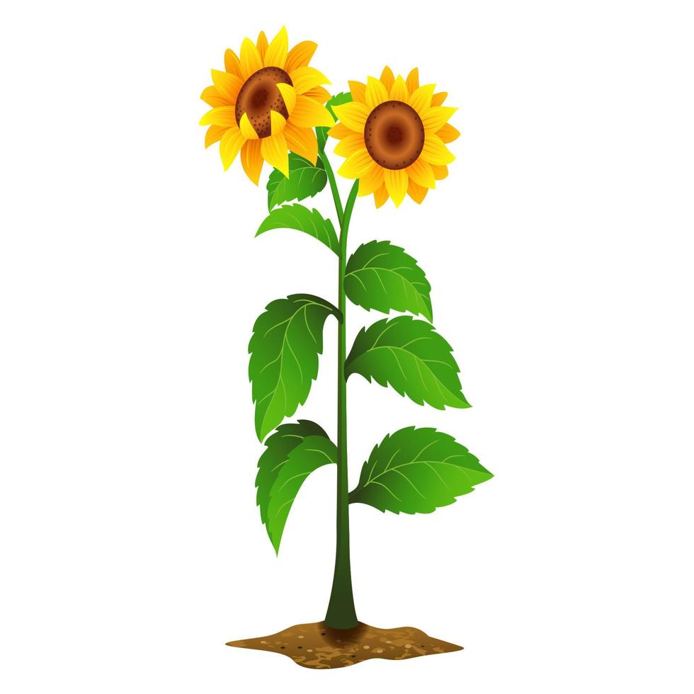 Sunflower plant on white background vector