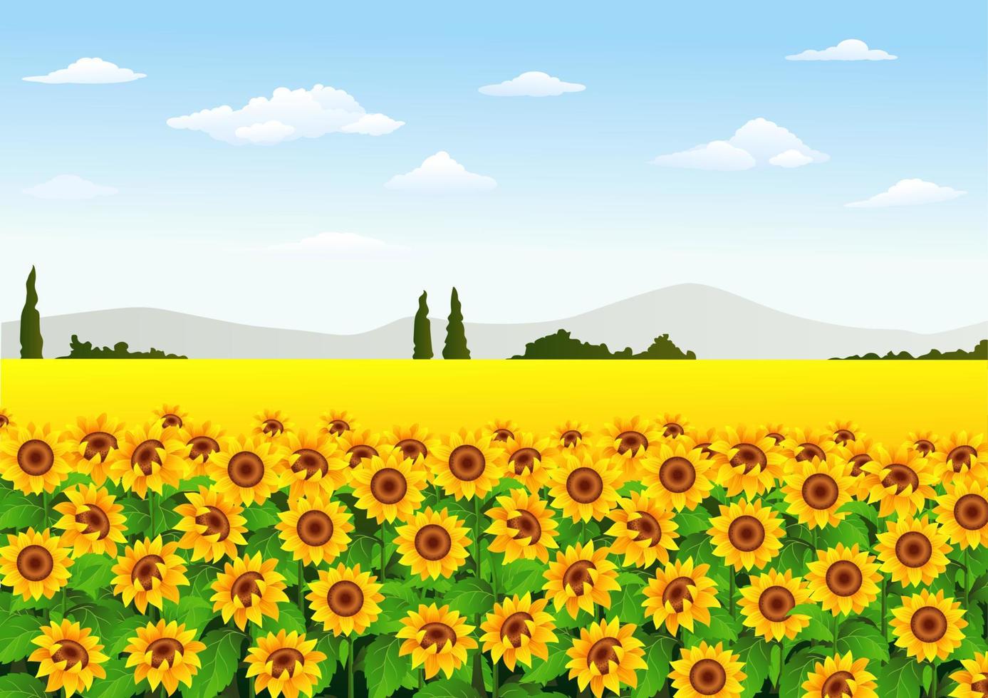 ilustración de campo de girasol vector