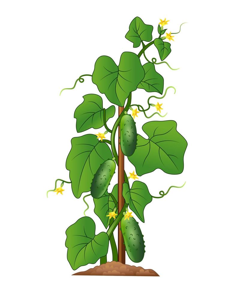 Cucumber plant isolated on white background vector