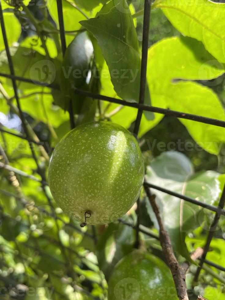 Markisa Fresh Fruit photo