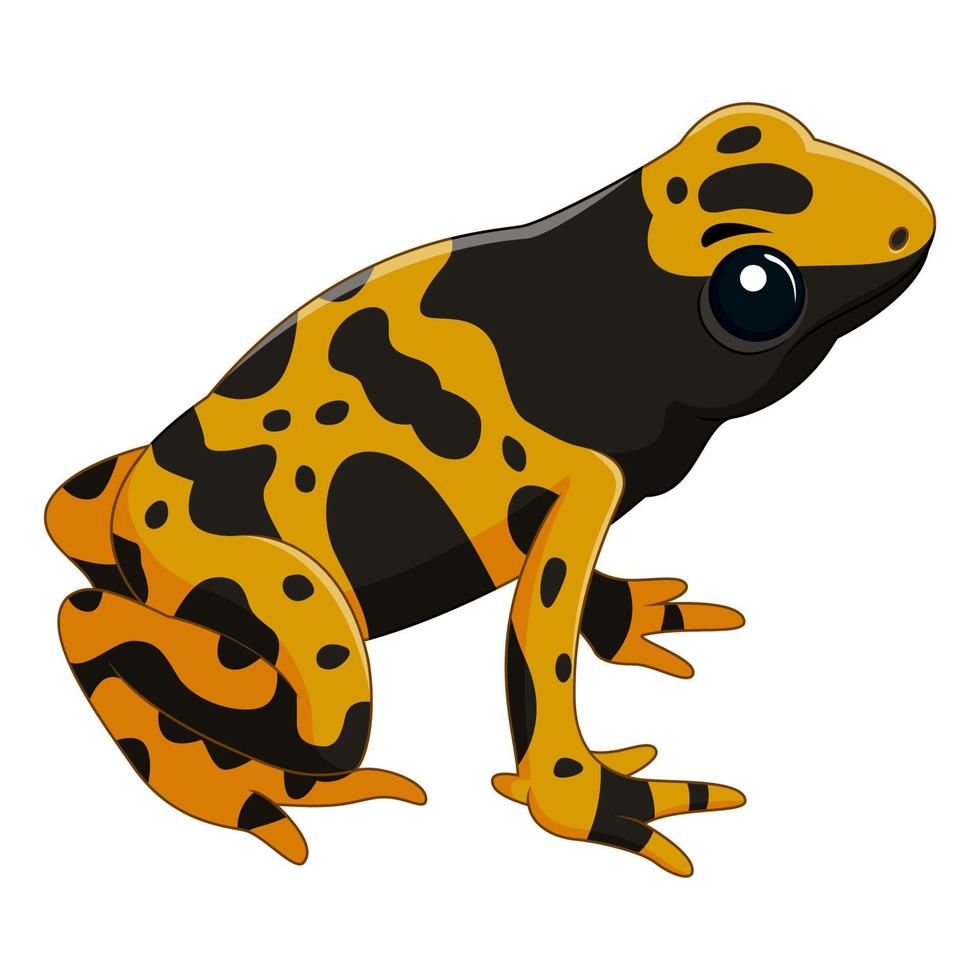 Poison dart frog isolated on white background vector