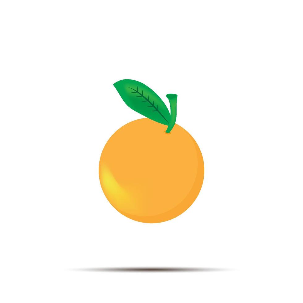 vector illustration of citrus fruit on a white background.