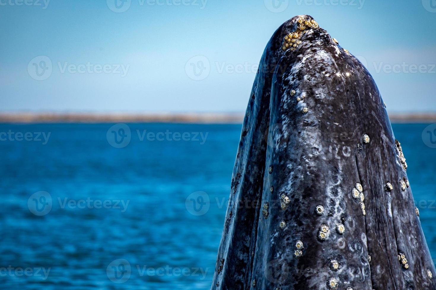 grey whale mother nose going up photo