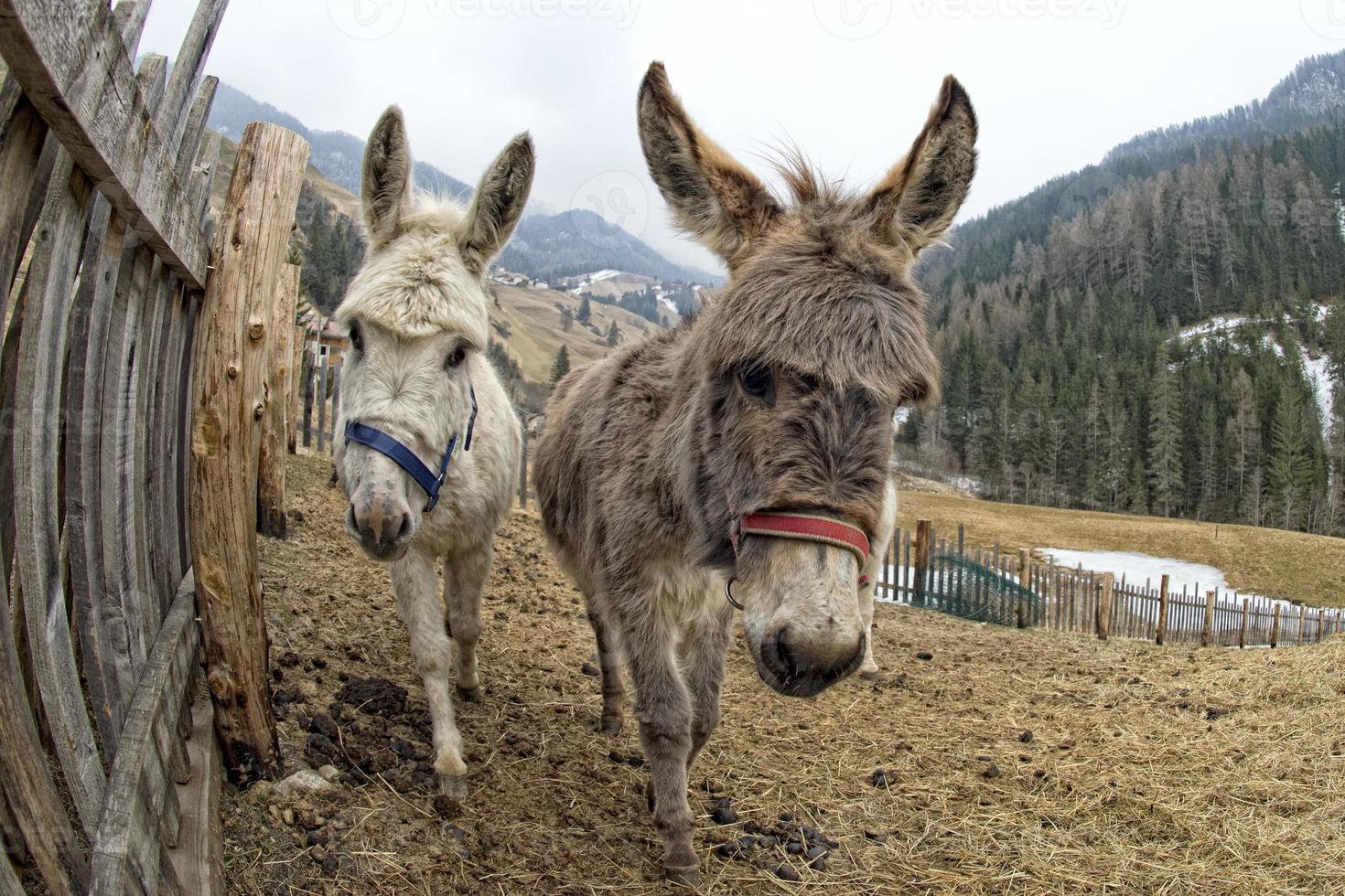 white donkey portrait photo