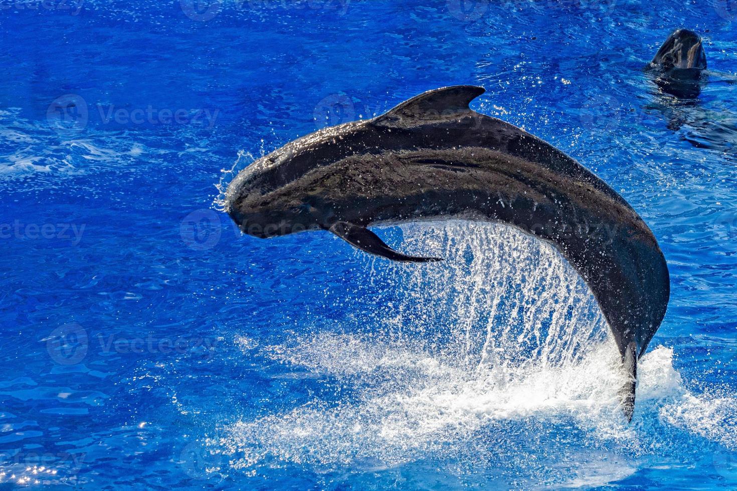 pilot whale jumping outside the sea photo