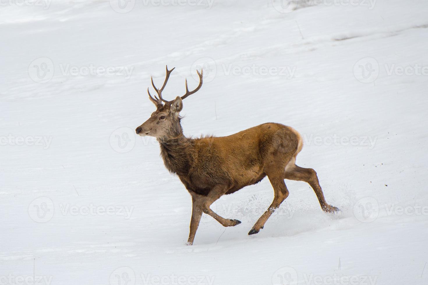 male deer portrait while running on th snow photo
