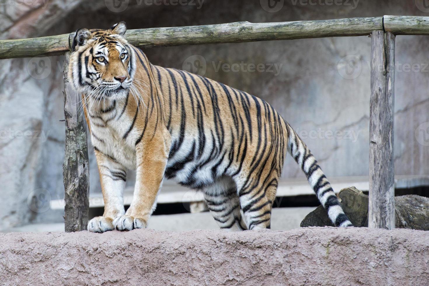 Siberian tiger ready to attack looking at you photo