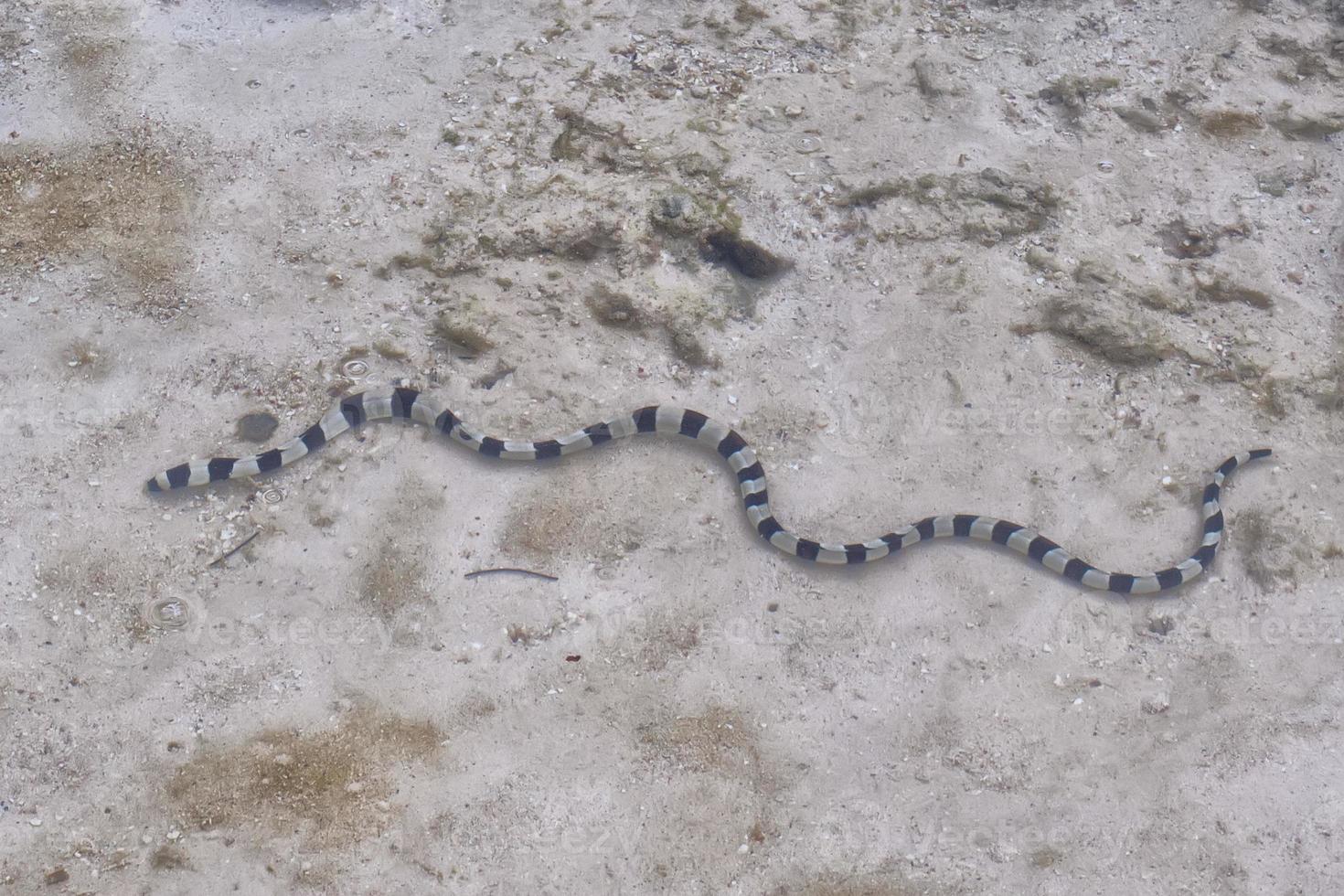 la serpiente de mar blanca y negra venenosa cerca de la orilla foto