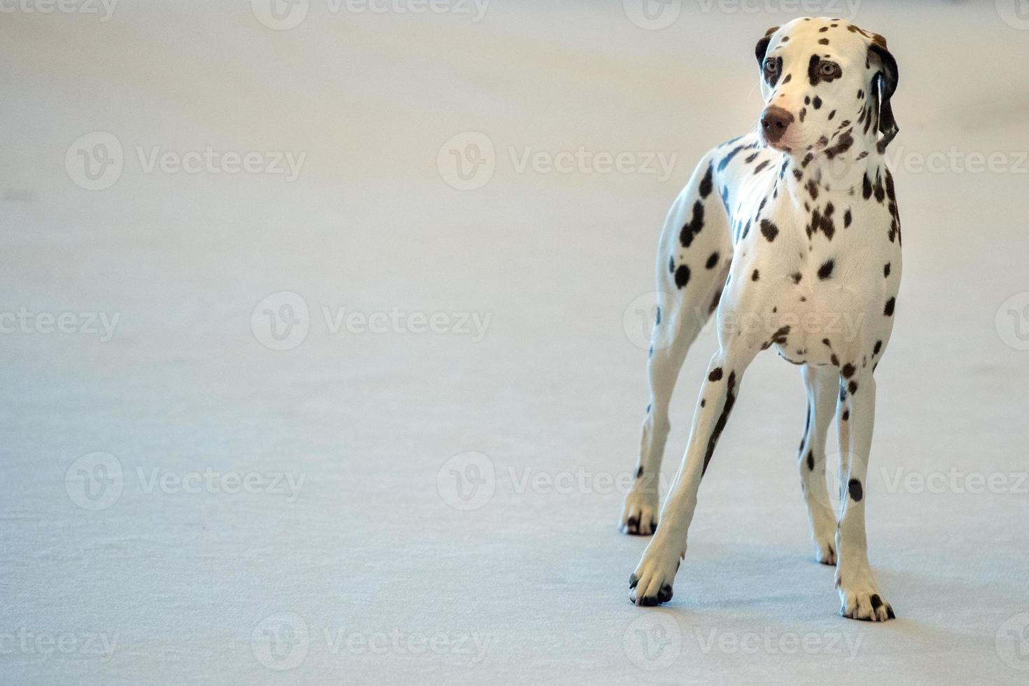 retrato de perro dálmata de cerca en la espalda blanca foto