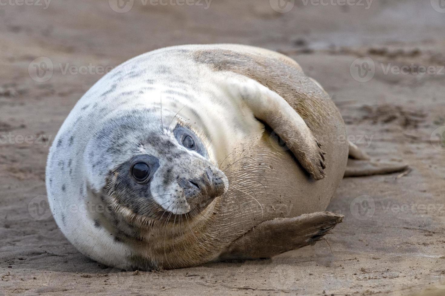 grey seal puppy while relaxing on the beach in Great Britain photo