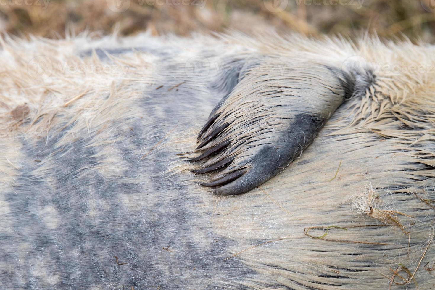 detalle de la aleta del cachorro de foca gris foto