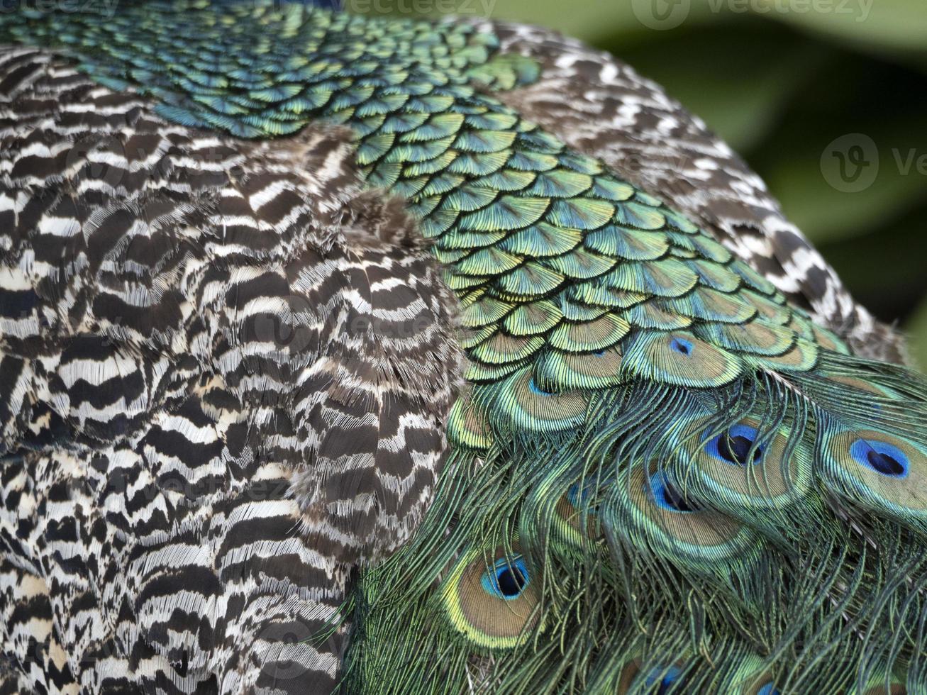 peacock feather detail close up photo