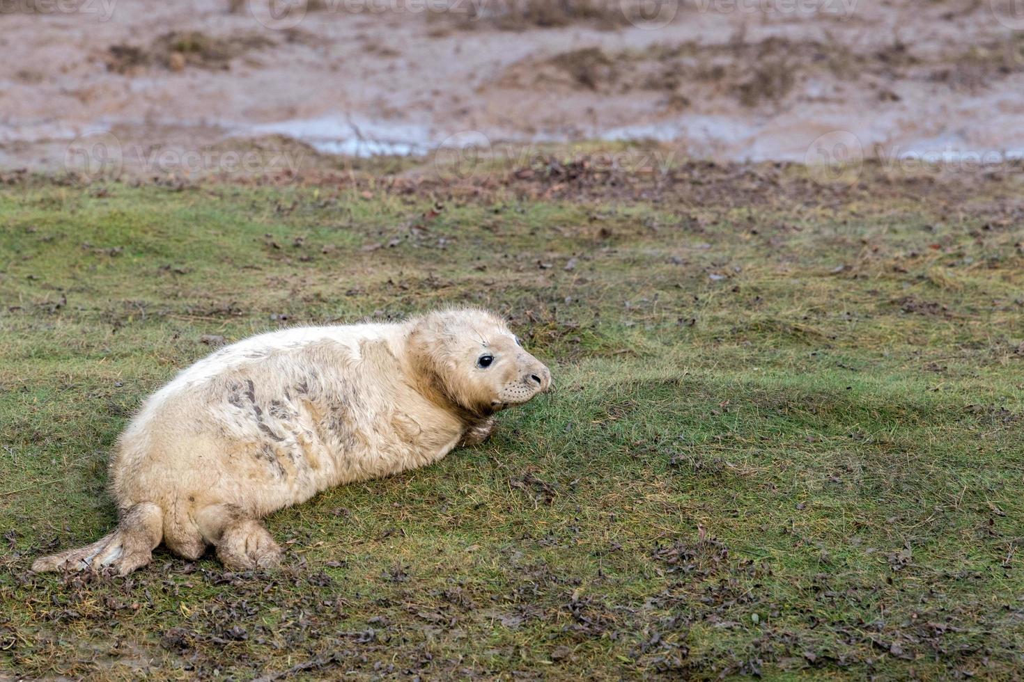 grey seal puppy while looking at you photo