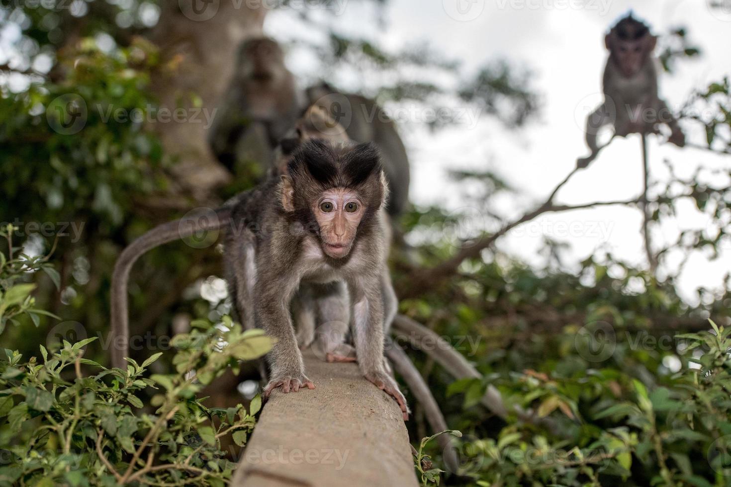 baby newborn Indonesia macaque monkey ape close up portrait photo