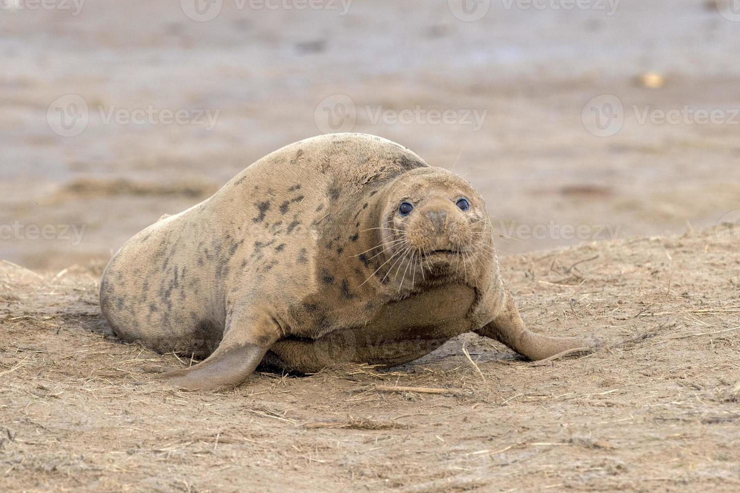 grey seal bull while looking at you photo
