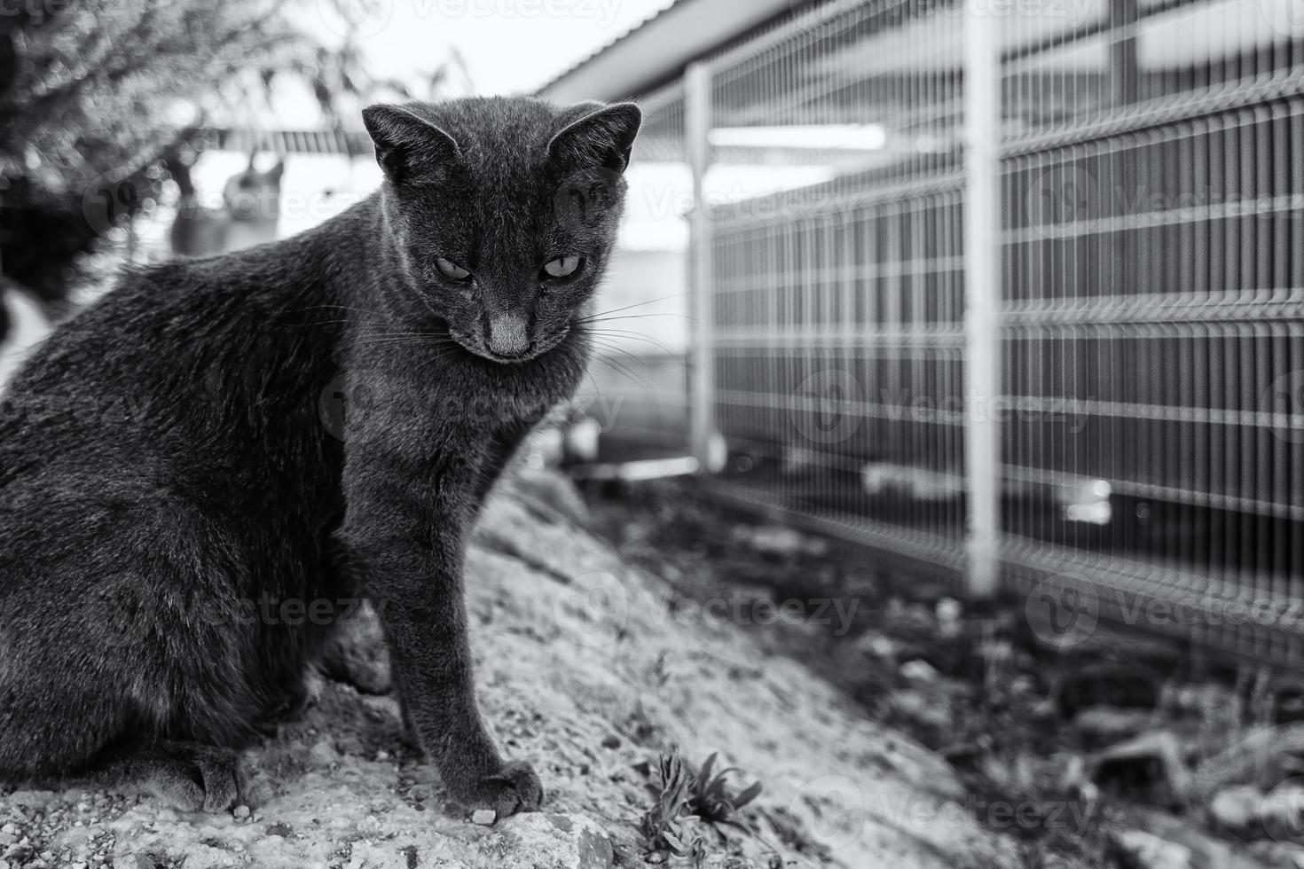 gatos abandonados en la calle foto