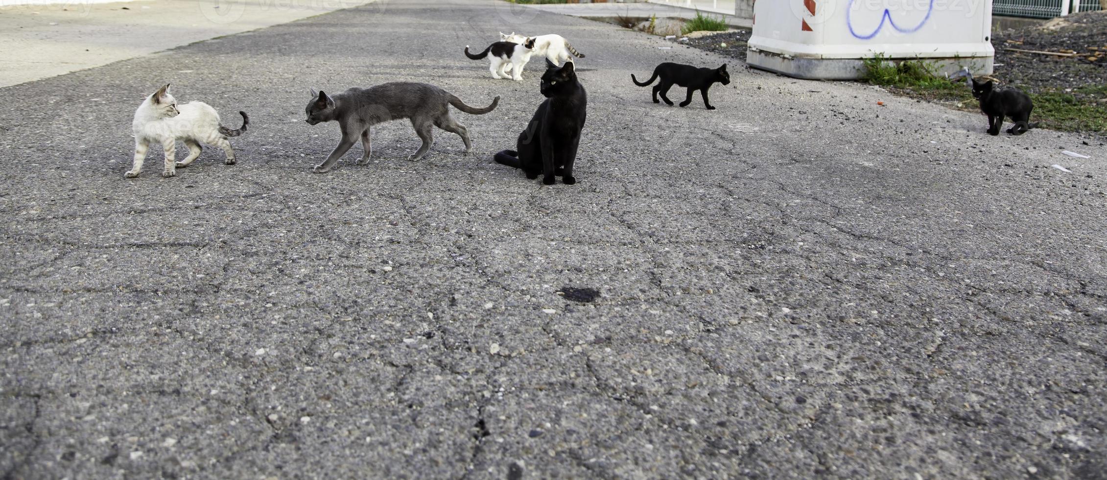 Street abandoned cats photo