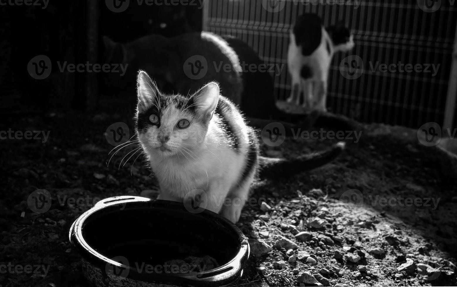 Street abandoned cats photo