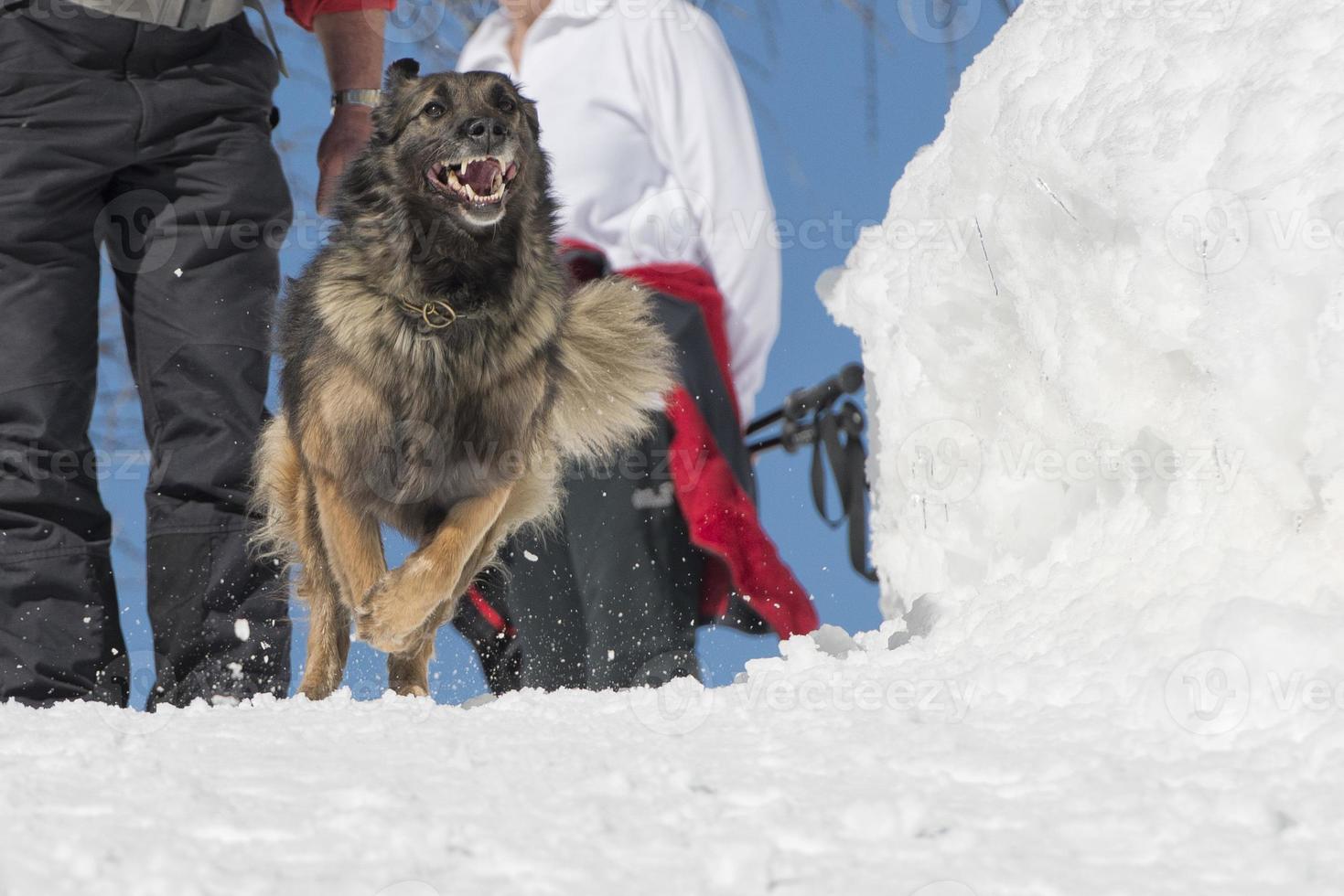 Dog while running on the snow photo
