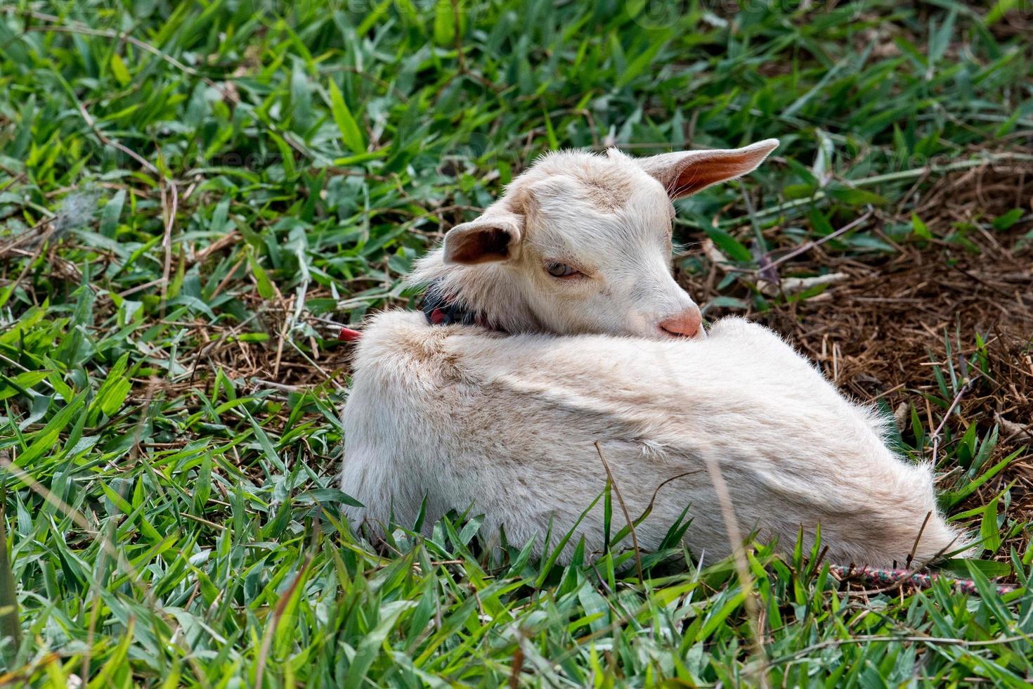 baby goat newborn portrait looking at you photo